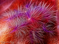 Hairy Squatlobster "Reanimated". 